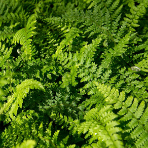 Soft Shield Fern  (Polystichum setiferum) “Plumosum” 